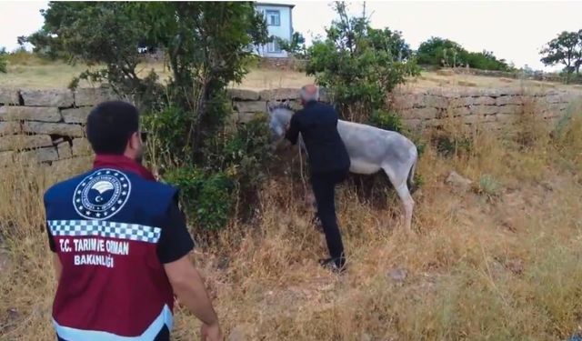 Bingöl'de 68 başıboş hayvan toplandı