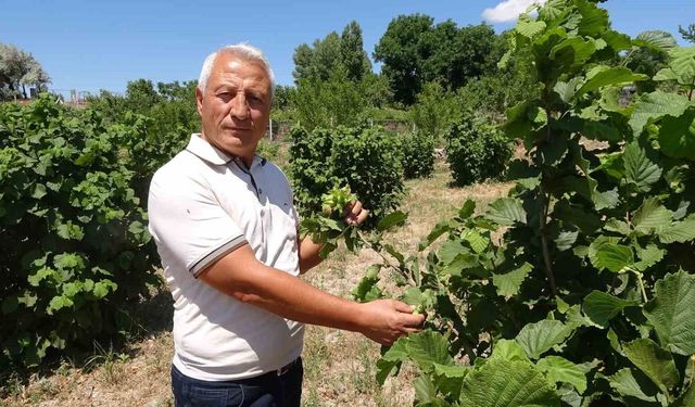 Bozkırın ortasında fındık yetiştirdi