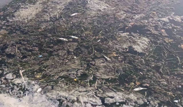 Değirmenaltı Deresi'nde balık ölümleri inceleniyor: Kurumlar seferber oldu