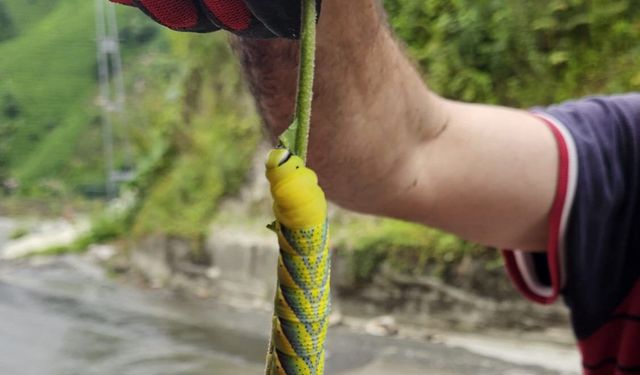 Doğu Karadeniz'in böceklerle imtihanı