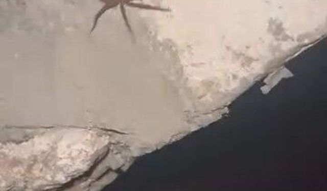 Elazığ'da zehirli sarıkız örümceği görüldü
