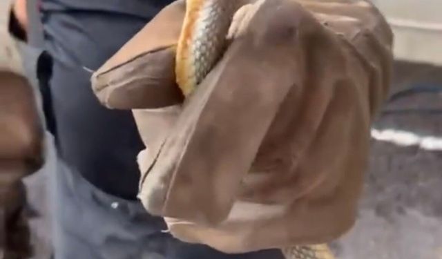 Feribottan inen araçtan yılan çıktı