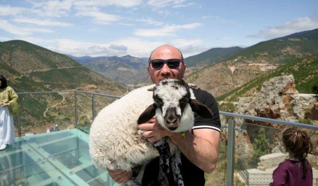 Gümüşhane'de cam seyir terasının sevimli ziyaretçisi