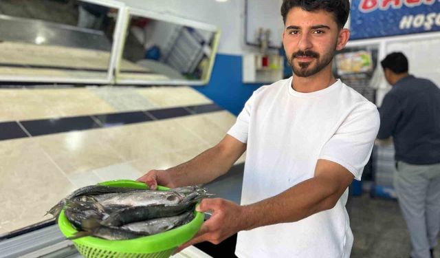 İnci kefali tezgâhlardaki yerini aldı