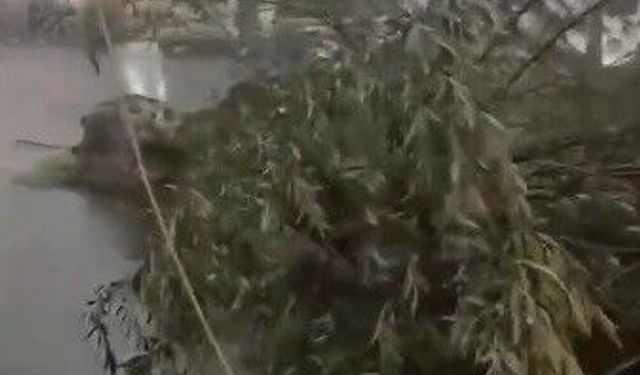 Kars'ta fırtına çatıları uçurdu, ağacı kökünden söktü