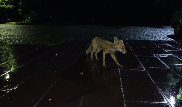 Kars'ta vatandaş yağmur altında kızıl tilkiyi besledi: O anlar kamerada