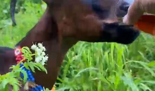 Keçinin bardaktan çay içtiği görüntüler herkesi tebessüm ettirdi
