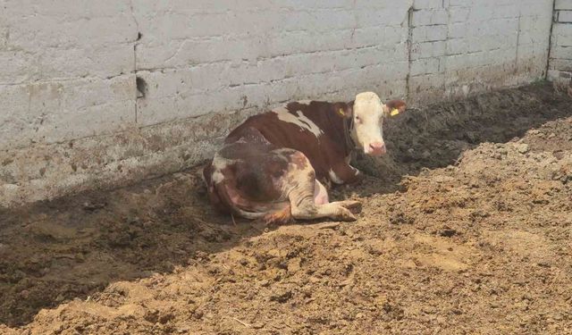 Kırklareli'nde şaşırtan doğum: Bir inek üçüz doğurdu