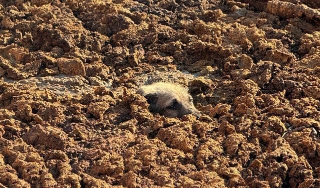 Köpeği gübre çukurunda boğulmaktan son anda kurtardılar