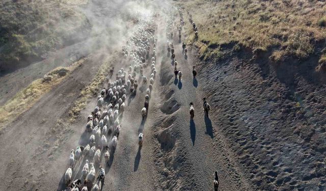 Koyun sürülerinin tozlu yolculuğu görsel şölene dönüşüyor