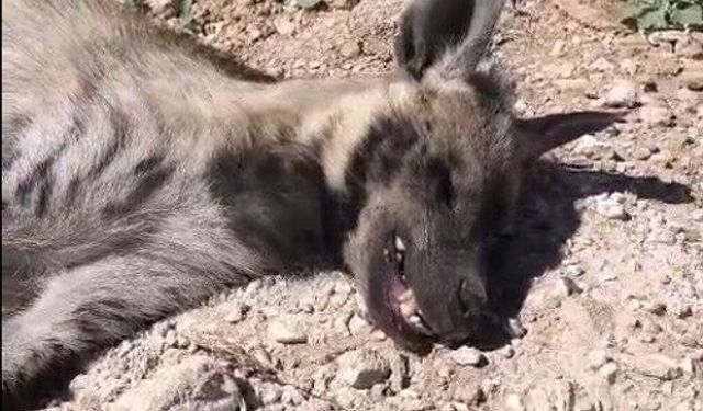 Şanlıurfa'da nesli tehdit altındaki çizgili sırtlan ölü bulundu