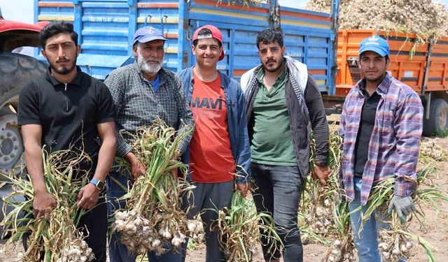 Sevdiğiyle evlenmek için tarlada başlık parasına çalışıyor