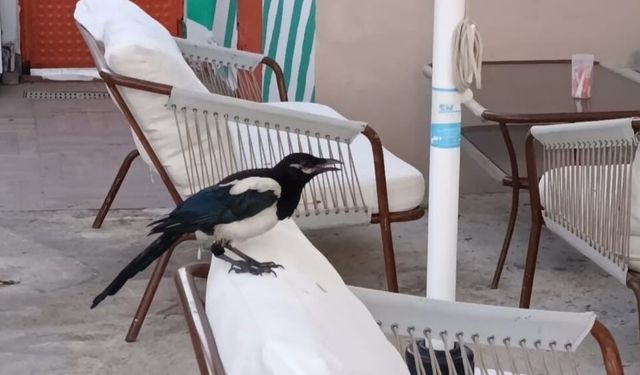 Sevimli saksağan Tekirdağlıların maskotu haline geldi