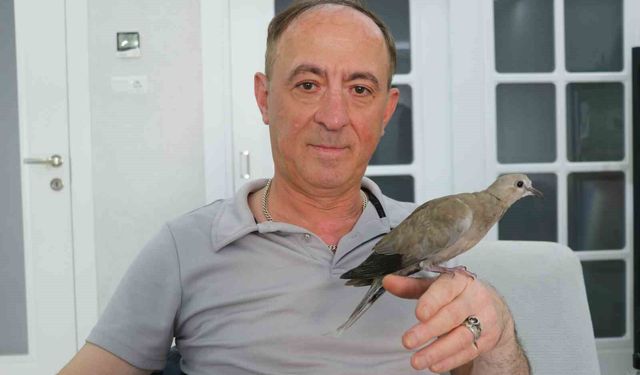 Şırıngayla beslediği yaralı kumru en yakın dostu oldu