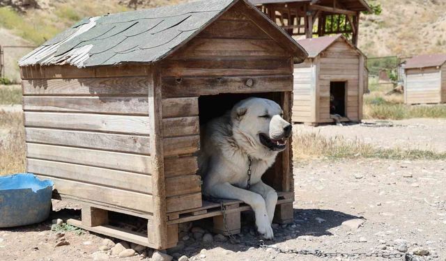 Soğuk havaya göğüs geren Kangal köpekleri sıcak yaz aylarında miskinleşiyor