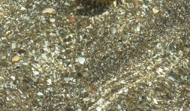 Tekirdağ sahilinde kahverengi pusula denizanaları görüldü