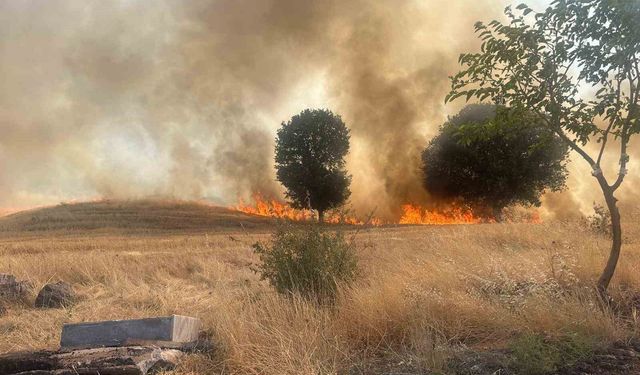 Trafo yangını ağaçlık alanı yok etti