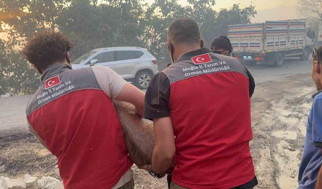Yangın bölgesindeki hayvanlar güvenli alanlara tahliye edildi