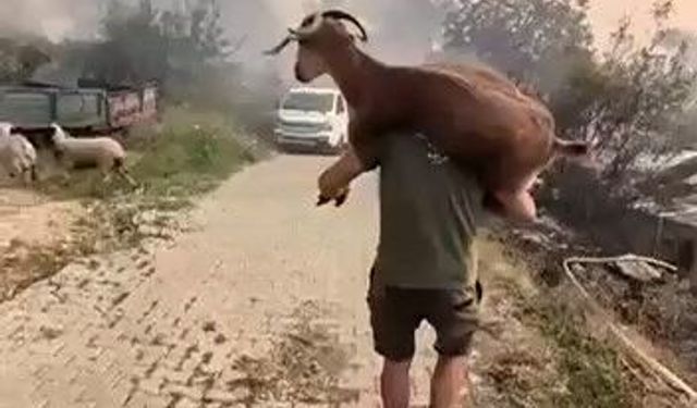 Yangından kurtardığı keçiyi sırtında taşıdı
