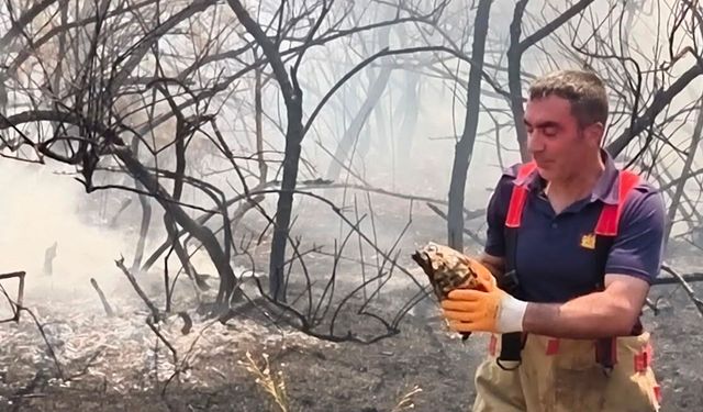 Yangının ortasında kalan kaplumbağayı itfaiye ekipleri kurtardı