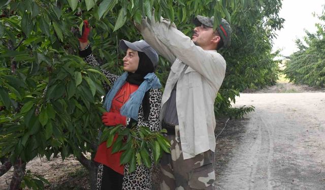 Yozgat'ta dev kiraz bahçesinde hasat mesaisi