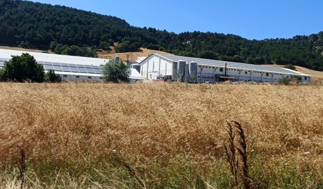 Bolu'da hindi çiftliğinde korkutan yangın: Facianın eşiğinden dönüldü