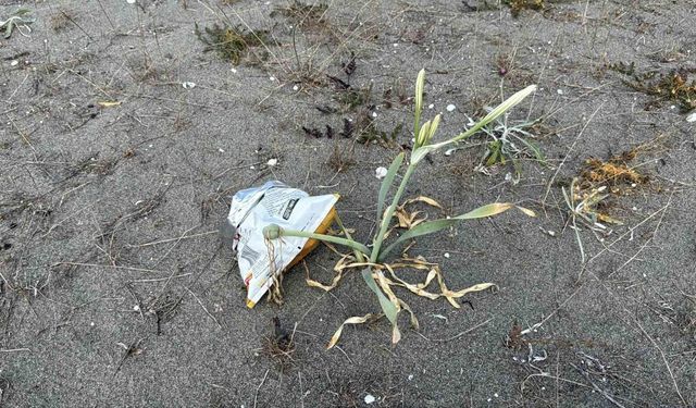 Cezası dudak uçuklatan kum zambakları, çöpler arasında güzelliğini yitirdi