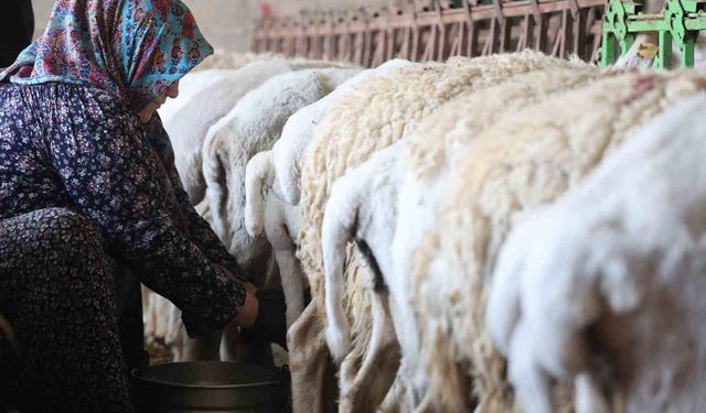 Dağdan gelen koyunlardan elle sağılan süt, kadınların emeğiyle geçim kaynağına dönüşüyor