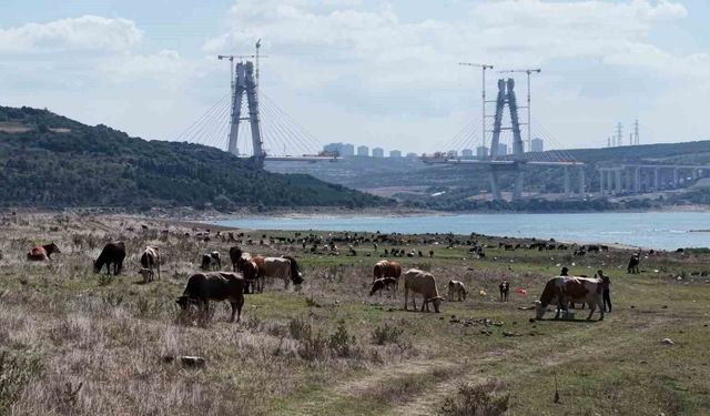İstanbul Barajlarında kuraklık tehlikesi: Doluluk oranları yüzde 48 seviyesine geriledi