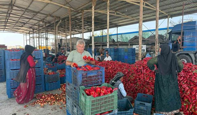 Kapya biberde fabrikaların fiyat düşürmek için ürün alımını geciktirdiği iddiası