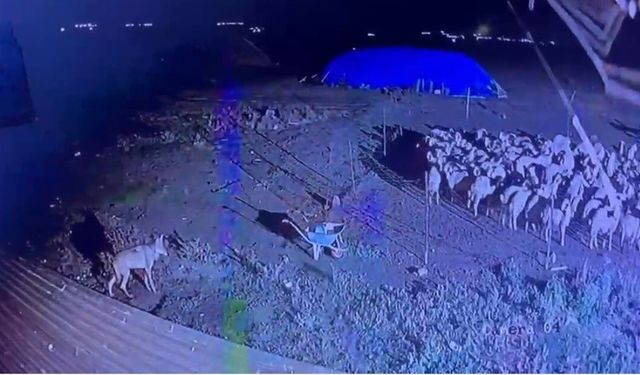 Kars'ta gece yarısı yerleşim yerine inen kurt güvenlik kamerasında