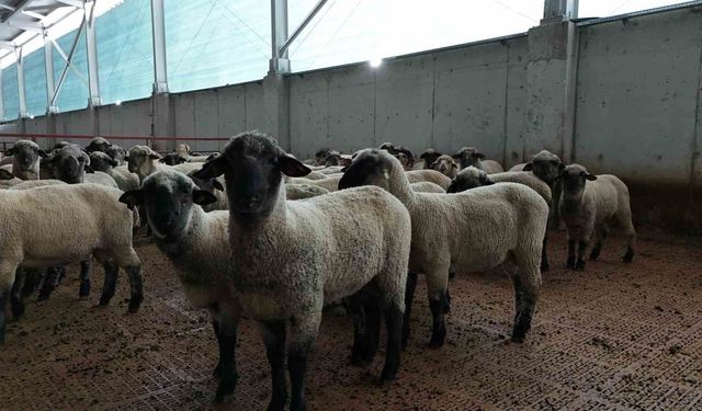 Kastamonu'da bilimsel çalışmalar meyvesini verdi: 55 koyun 100'ün üzerinde kuzu doğurdu