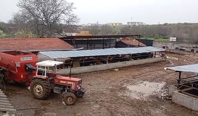 Kırşehir'de kayıp hayvanlarını ararken acı gerçekle karşılaştı