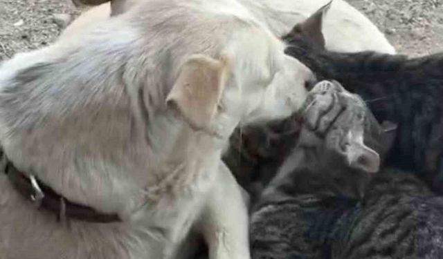Köpek yavru kedilere annelik yapıyor