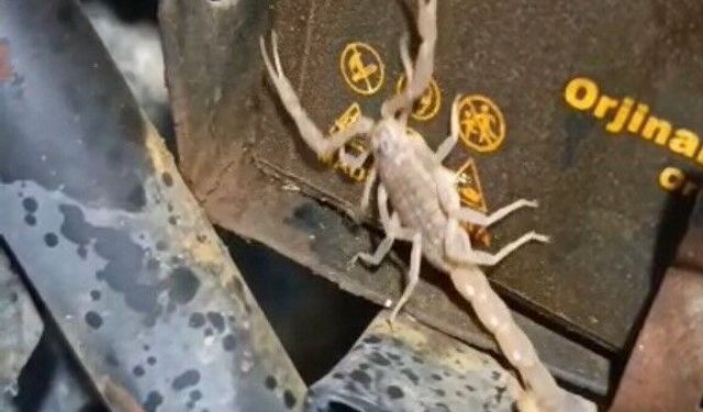 Motosikletin motorundan akrep çıktı