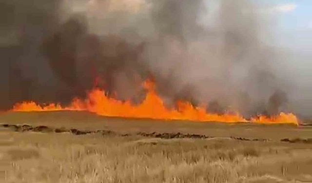 Şarkışla'da 5 bin dönük ekili buğday tarlası alevlere teslim oldu