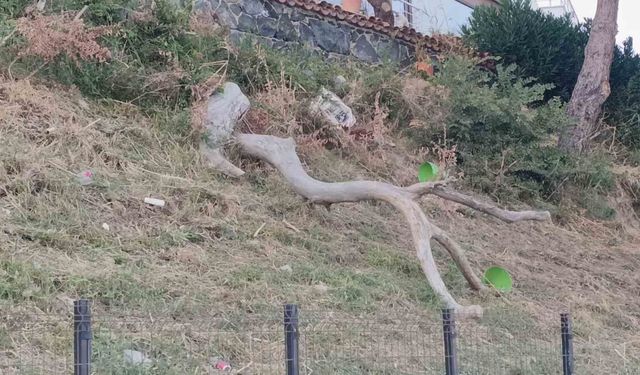 Tekirdağ'da poyraz ağaçları devirdi