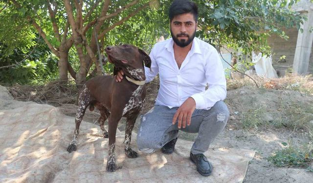 Adana'da köpeğe sopayla şiddet güvenlik kamerasında