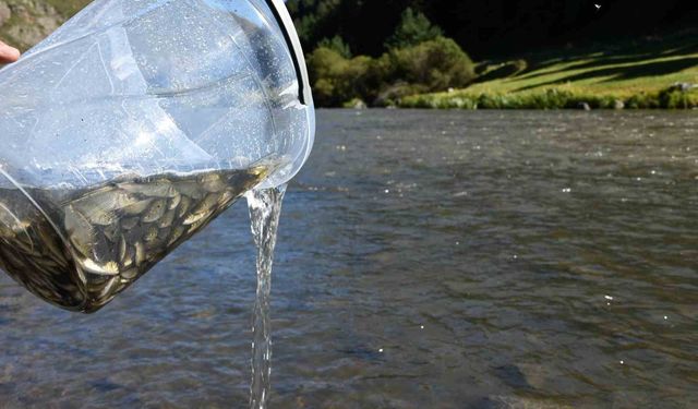 Ardahan'da 300 bin yavru sazan balığı nehre bırakıldı