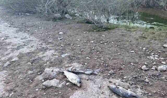 Ayvacık Barajı'nda toplu balık ölümleri