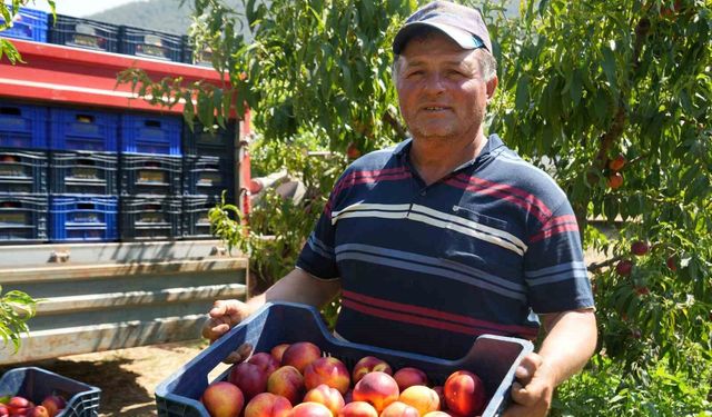 Bu nektarinin yüzde 70'i yurt dışına gidiyor