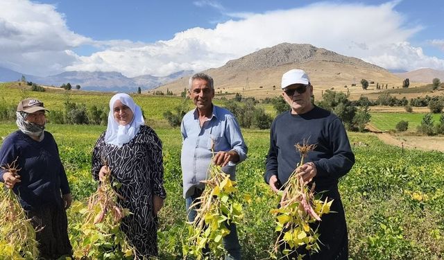 Coğrafi işaretli kuru fasulye hasadı başladı