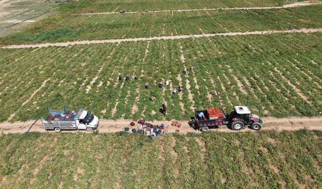Elazığ'da 7 bin dönümde domates hasadı sürüyor