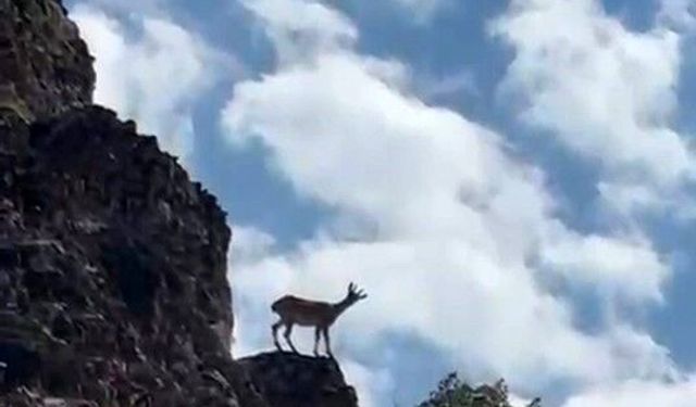Elazığ'da koruma altındaki dağ keçileri görüntülendi