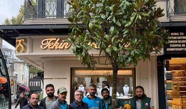 Fatih'te 'dükkanın önünü kapatıyor' denilerek kesilen ağacın yerine yenisi dikildi