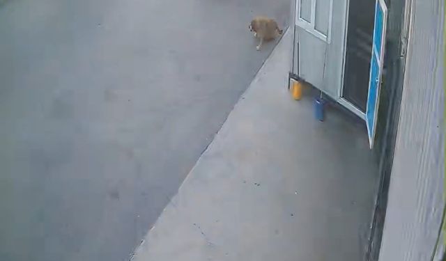 Görenlerin içini sızlatan görüntü