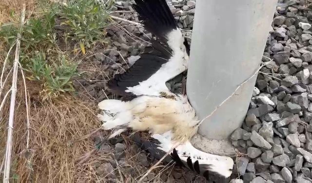 Kütahya'da çok sayıda leylek ölü bulundu