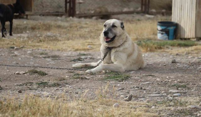 Sivas'ta görüntülenen kurt sürüsü görenleri tedirgin etti