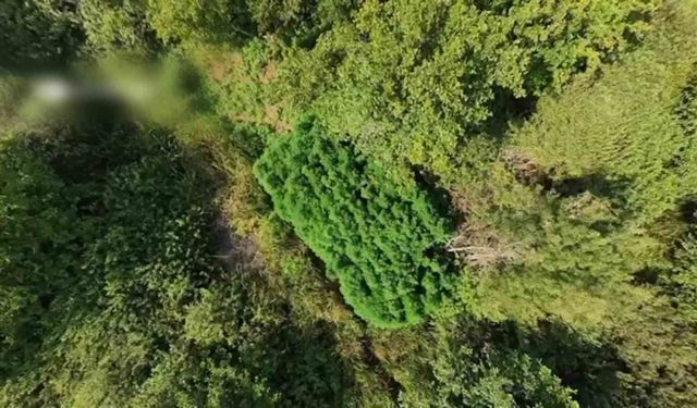 Tarlada 123 kök kenevir ele geçirildi: Kenevir tarlası havadan görüntülendi