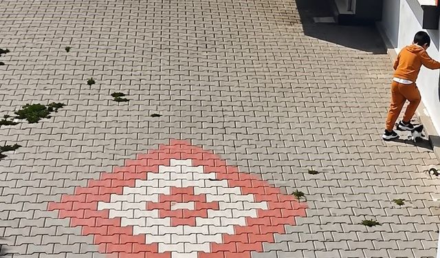 Bandırma'da kediye işkence iddiası tepki çekti